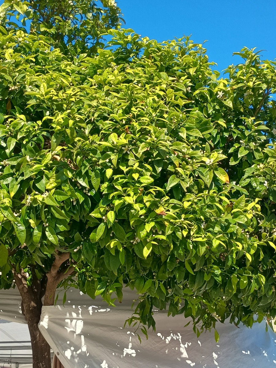 IMG_20260322_103136075_HDR