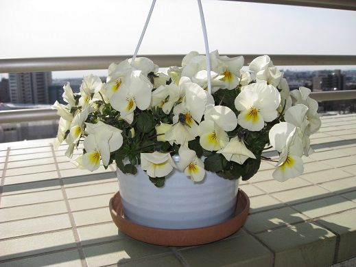 ベランダ 資源ごみの仕分けとゴミ出し 汚屋敷 主婦が子供部屋を作るまで ベランダ 資源ごみの仕分けとゴミ出し 汚屋敷 主婦が子供部屋を作るまで