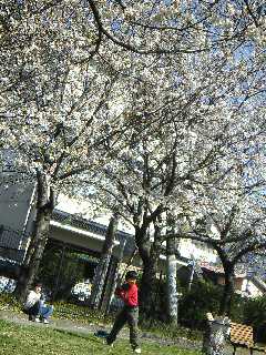 sakura