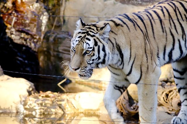 tiger001