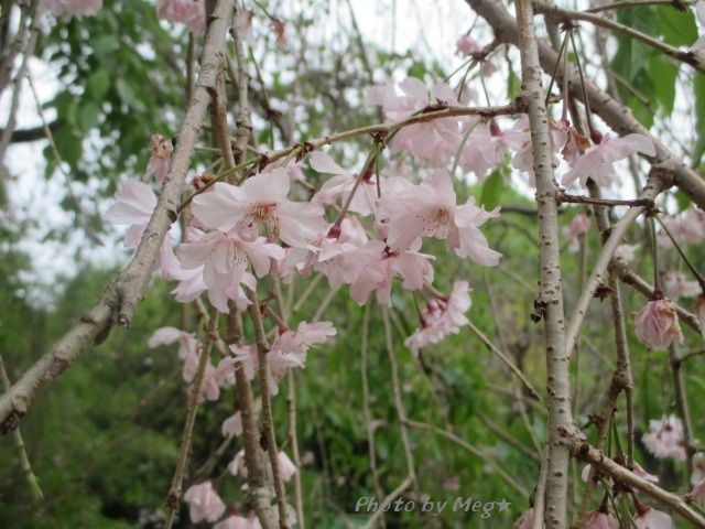 Meg のマンション勉強ブログ 神戸旅行 須磨離宮公園 しだれ桜 オオデマリなど Meg のマンション勉強ブログ 神戸旅行 須磨離宮公園 しだれ桜 オオデマリなど