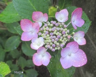 IMG_8221
