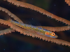 P1250055