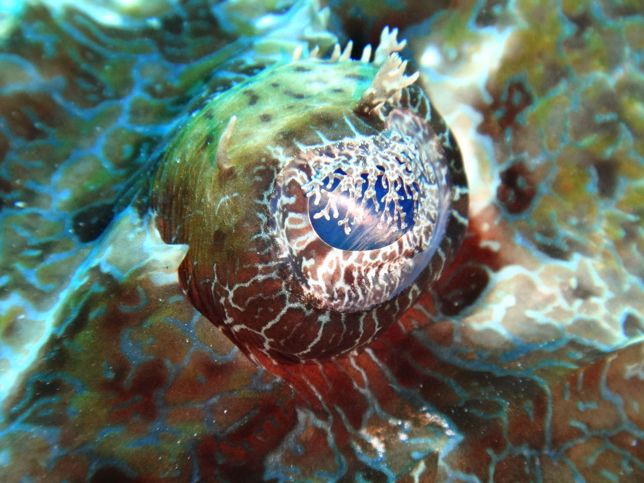 マンタスクランブル復活の兆し 石垣島ダイビングショップ ダイブハウスマンタ ブログ マンタスクランブル復活の兆し 石垣島ダイビングショップ ダイブハウスマンタ ブログ