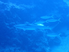 P1250036
