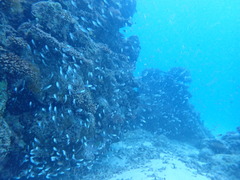 激流&マンタなし！😂