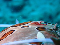 ウミガメに特大コバンザメ！