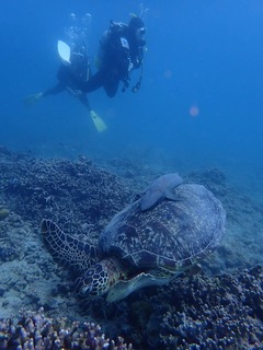 久しぶりーーーピカチュウー！😄