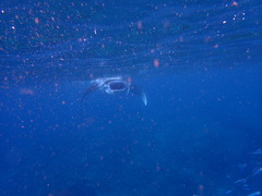 マンタ手が届きそう！笑