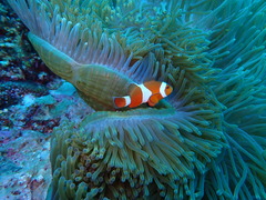 ドロップオフは魚いっぱい！