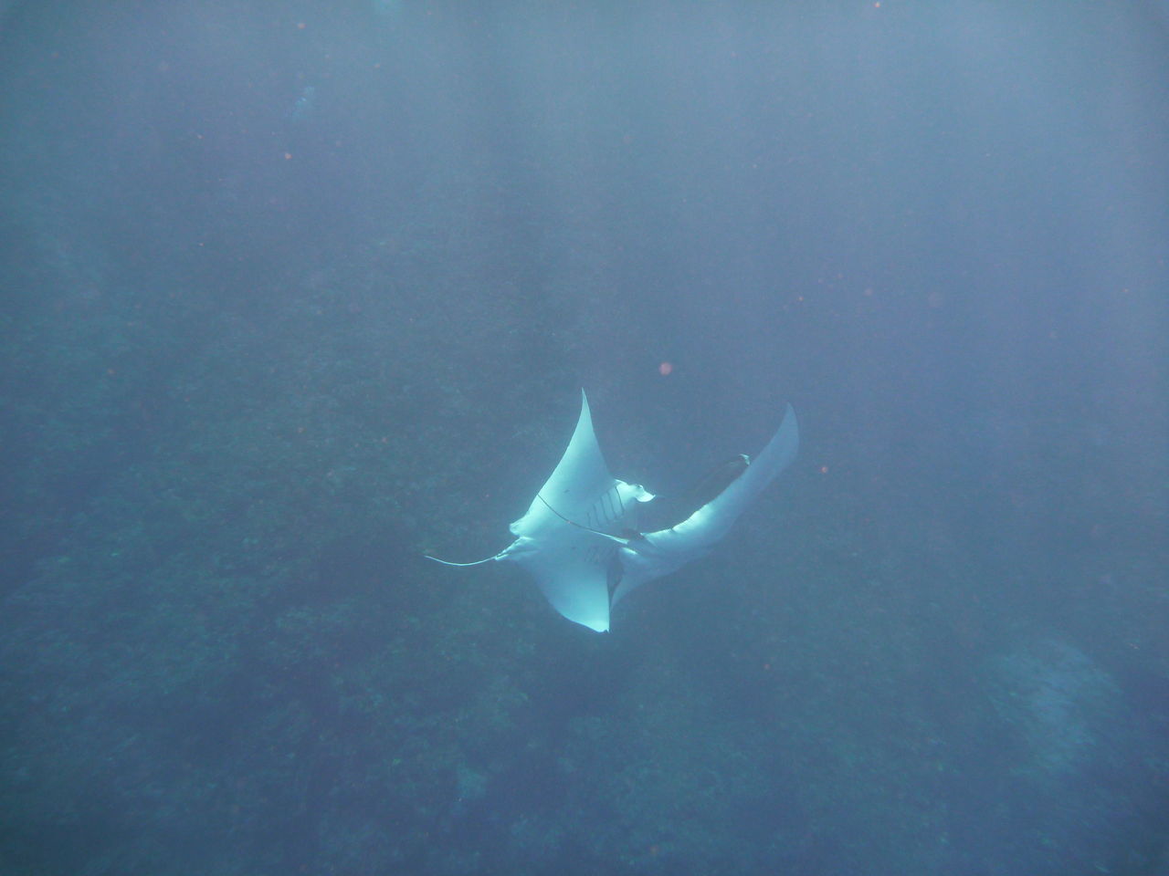 マンタ 交尾 石垣島ダイビングショップ ダイブハウスマンタ ブログ