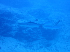 P1250034