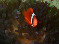 エンマゴチにビックリ!