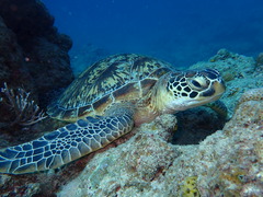 ベリッシマできました。