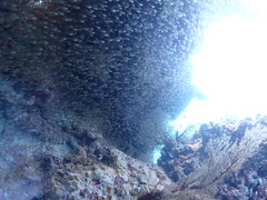 コブシメと睨めっこ！😄