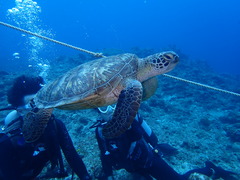 黒島マンタ絶好調！