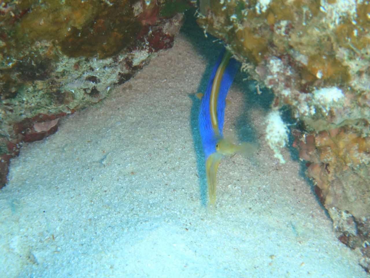 幻のウツボ ブルーリボン 石垣島ダイビングショップ ダイブハウスマンタ ブログ