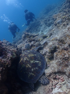 マンタの求愛行動！