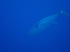P1250012