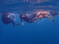 ３月５日はさんごの日！