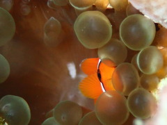 P6300089
