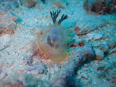 コブシメ激写！