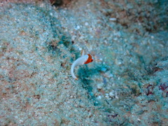 ウミガメ大人気！