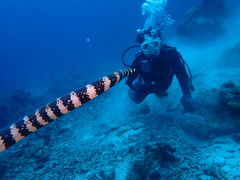 大時化でしたがマンタGET！