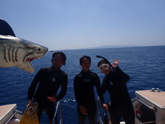 ウミガメ仲良しです。😄