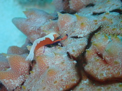 熱ーい石垣島！