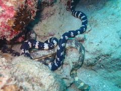 可愛いコブシメ2匹！