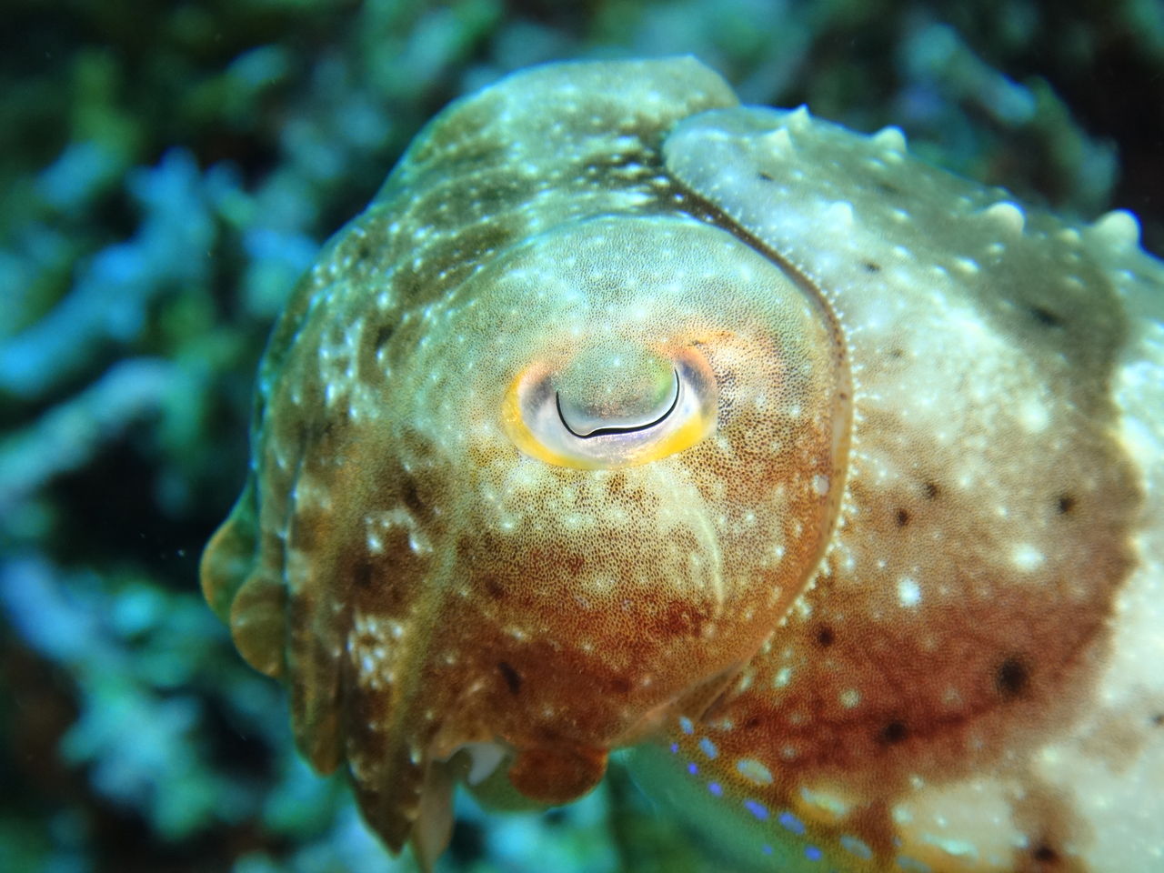 マンタスクランブル復活の兆し 石垣島ダイビングショップ ダイブハウスマンタ ブログ