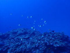 ウミガメ、ホワイトチップシャーク！