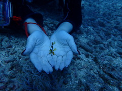 コバンザメ&ウミガメ！