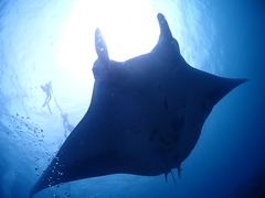 悪天候でしたがマンタGET！