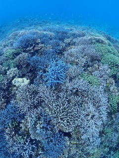 ギネスサンゴ！