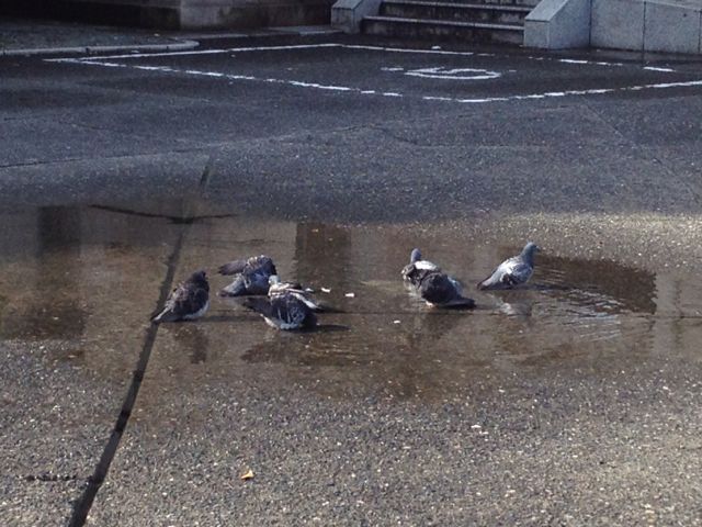 bird