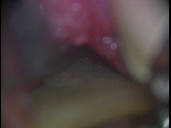20110518_162635613352¡ÊÊÑ´¹¸å¡Ë