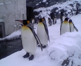 ̥���븫����������ưʪ��