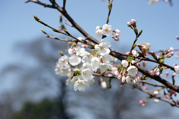 �����饵����