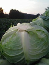 ��ī����Ȫ�ǡ�����