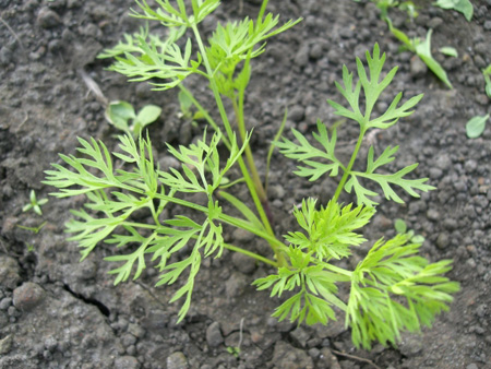 �ͻ������