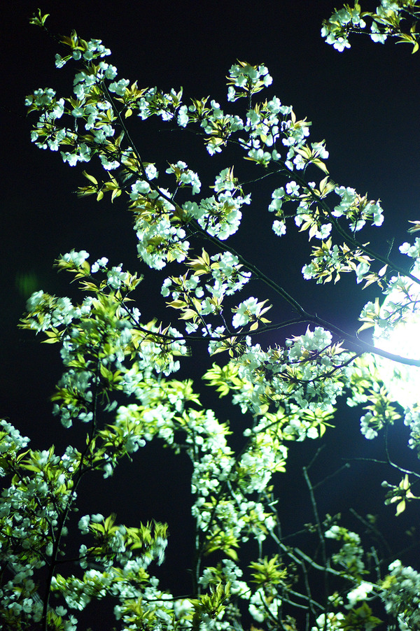 �����饵����