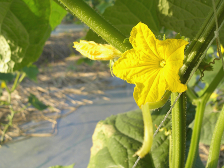 胡瓜の花