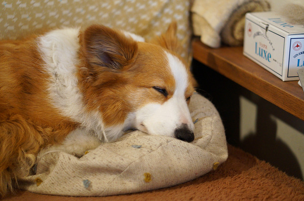 ���ꥳ�å�