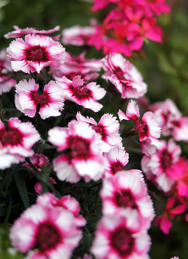 �����͡�����󤸤�ʤ�����ɡ�������˴��դε�������