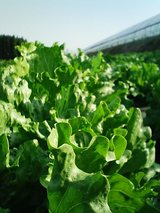 ��ʬ�����Ļ�