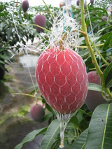 ��ľ������