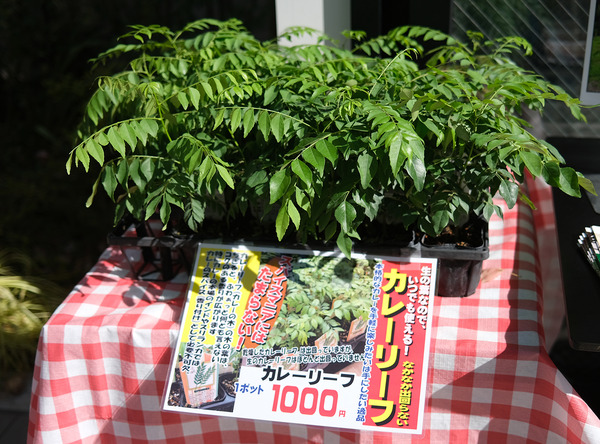 202211DSCF4784