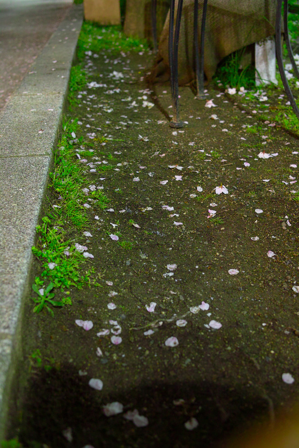 美松コーヒー前の桜